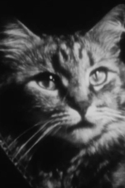 Póster de The Private Life of a Cat