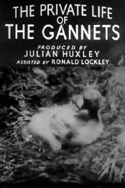 Póster de The Private Life of the Gannets