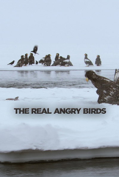Póster de The Real Angry Birds