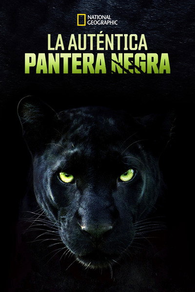 Póster de The Real Black Panther