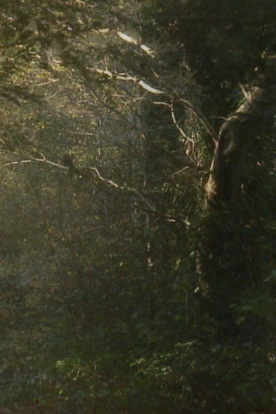 Póster de The Secluded Grove