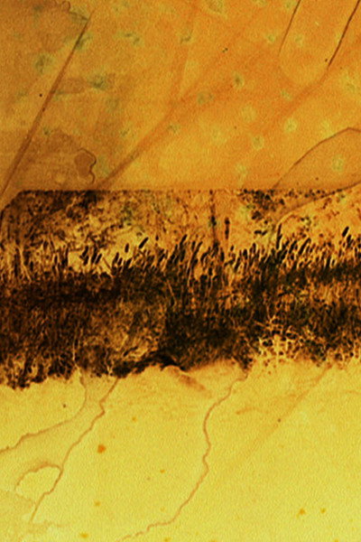 Póster de The Sight