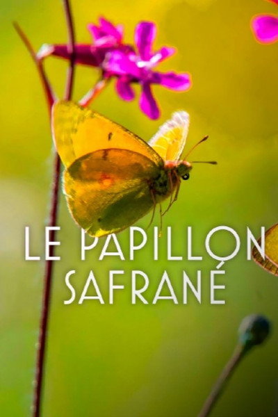 Póster de The Story of the Danube Clouded Yellow