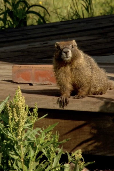 Póster de The Study of Groundhogs: A Real Life Look at Marmots