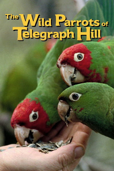 Póster de The Wild Parrots of Telegraph Hill