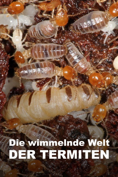 Póster de The World According to Termites