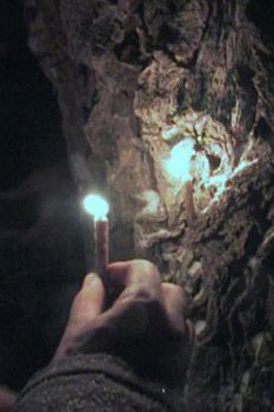 Póster de Through the Needles of Coniferous Trees