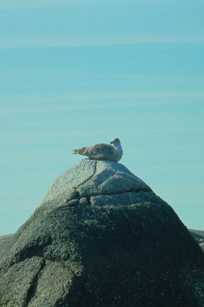 Póster de Tide Pools