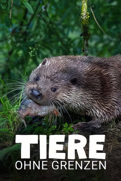 Póster de Tiere ohne Grenzen