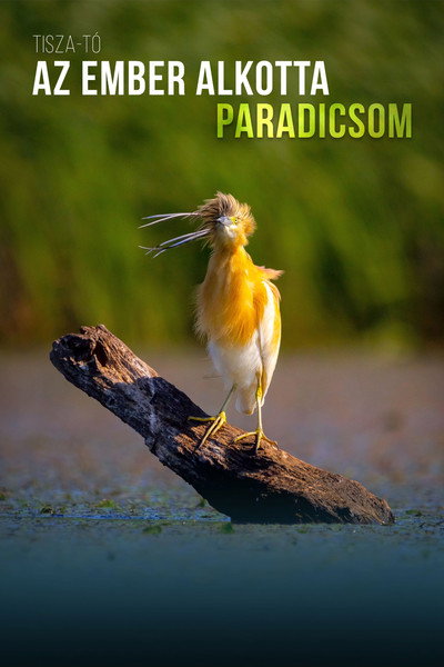 Póster de Tisza-tó, az ember alkotta paradicsom