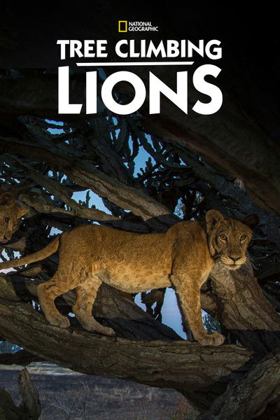 Póster de Tree Climbing Lions