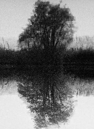 Póster de Tree Reflection