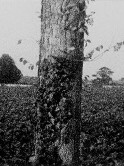 Póster de Treeline