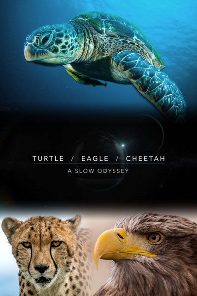 Póster de Turtle, Eagle, Cheetah: A Slow Odyssey