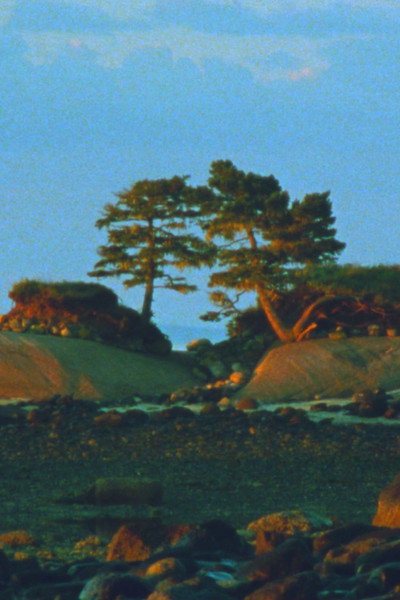 Póster de Two Trees