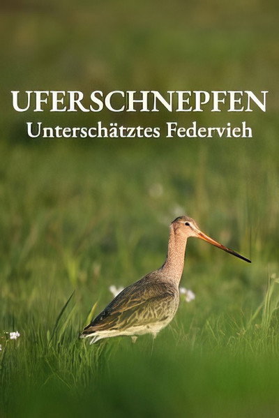 Póster de Uferschnepfen - Unterschätztes Federvieh