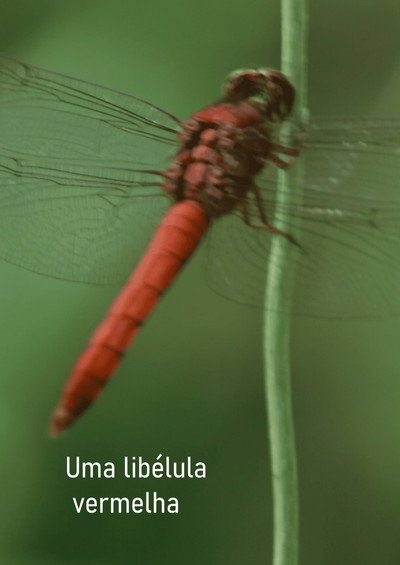 Póster de Uma libélula vermelha
