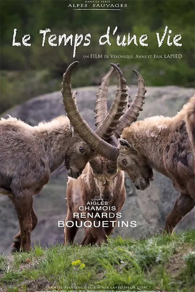 Póster de Une vie de bouquetin