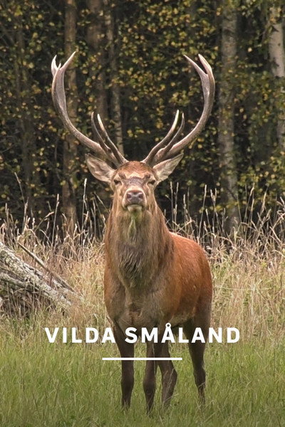 Póster de Vilda Småland