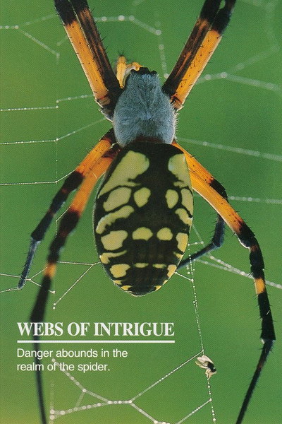 Póster de Webs of Intrigue