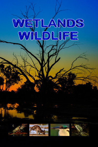 Póster de Wetlands Wildlife