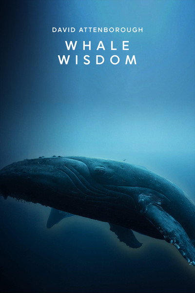 Póster de Whale Wisdom
