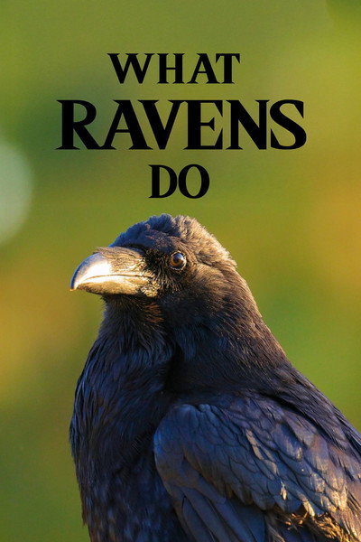 Póster de What Ravens Do