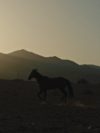 Póster de Why Did You Leave the Horse Alone?