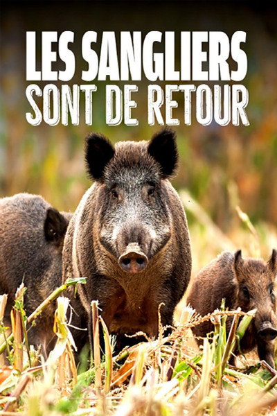 Póster de Wild Boar - The Comeback