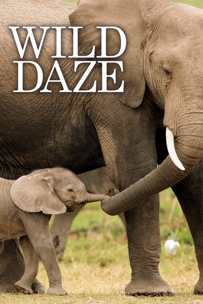 Póster de Wild Daze