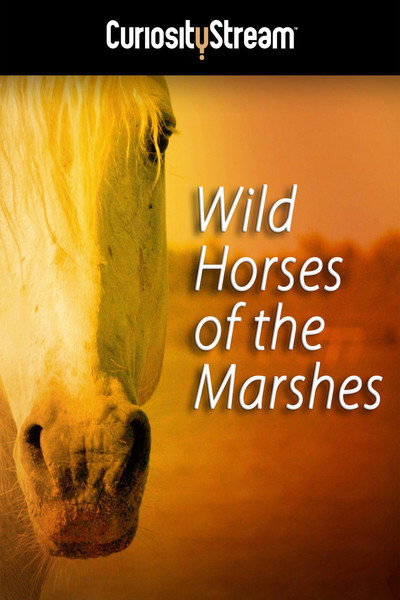 Póster de Wild Horses of the Marshes