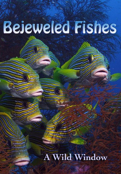 Póster de Wild Window: Bejeweled Fishes