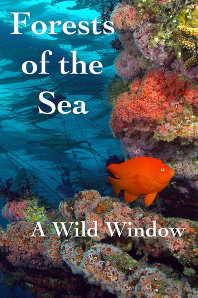 Póster de Wild Window: Forests of the Sea