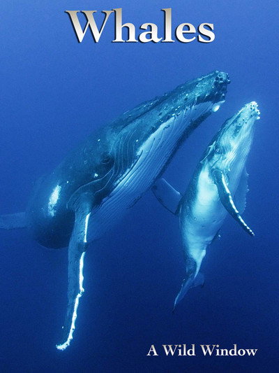 Póster de Wild Window: Whales