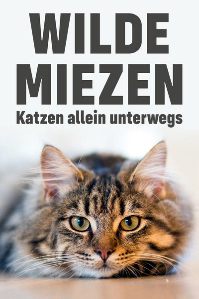 Póster de Wilde Miezen - Katzen allein unterwegs