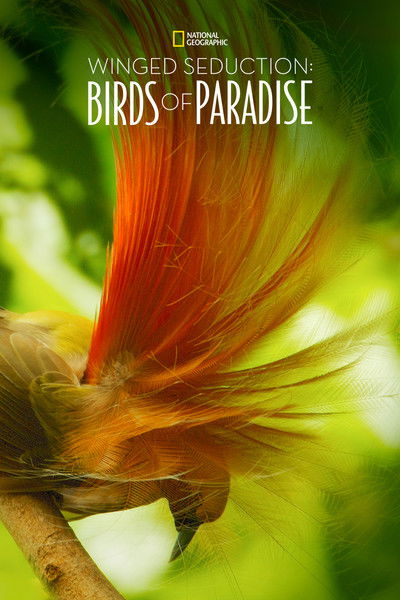 Póster de Winged Seduction: Birds of Paradise