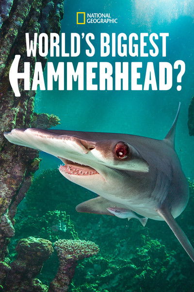 Póster de World's Biggest Hammerhead?