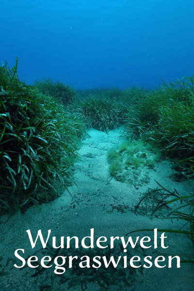 Póster de Wunderwelt Seegraswiesen Klimaretter, Kinderstube, Küstenschutz