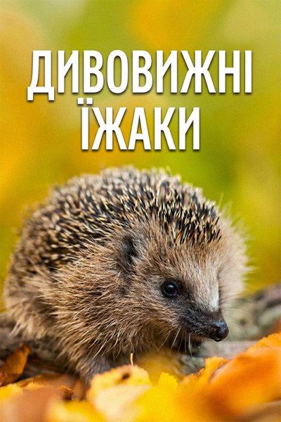 Póster de Year of the Hedgehog
