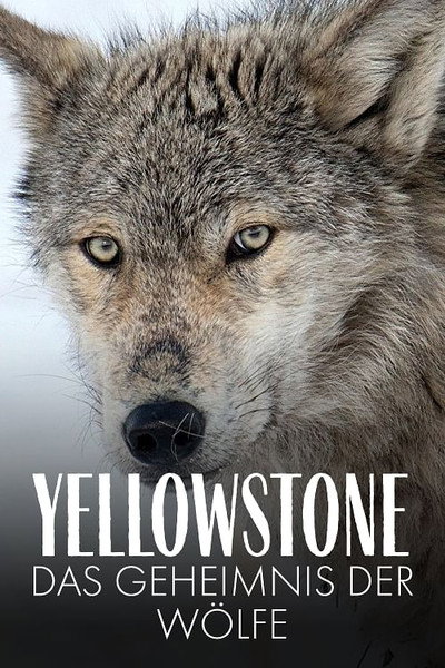 Póster de Yellowstone - Das Geheimnis der Wölfe