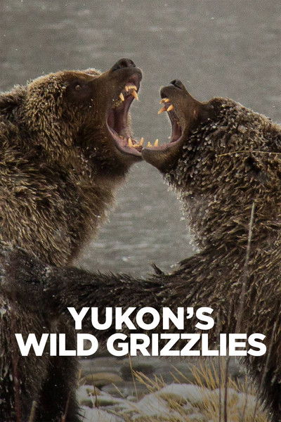 Póster de Yukon's Wild Grizzlies
