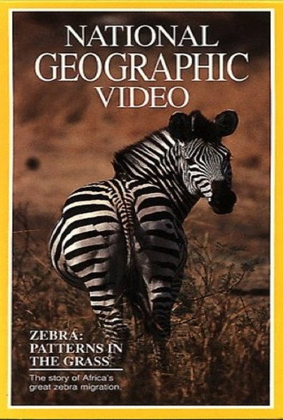 Póster de Zebras: Patterns in the Grass