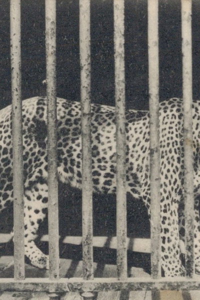 Póster de Zoo