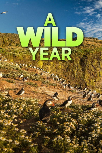 Póster de A Wild Year