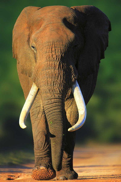 Póster de Abenteuer Südafrika: Auf den Spuren von weißen Haien und den Big Five
