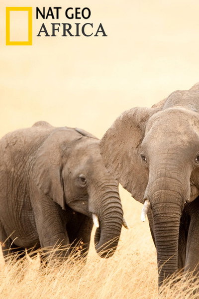 Póster de Africa
