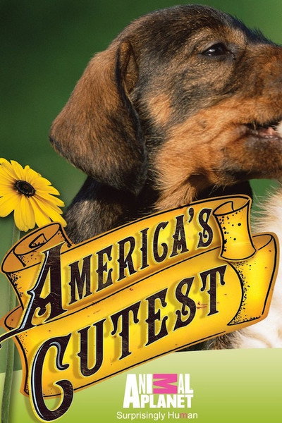 Póster de America's Cutest Puppies