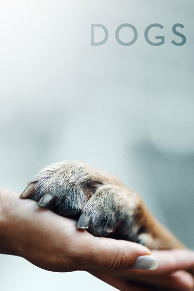 Póster de Amigos caninos