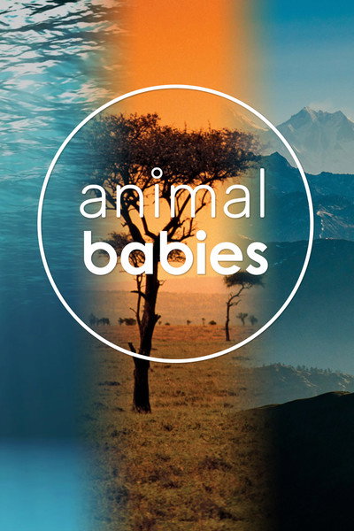Póster de Animal Babies
