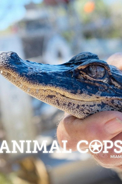 Póster de Animal Cops: Miami